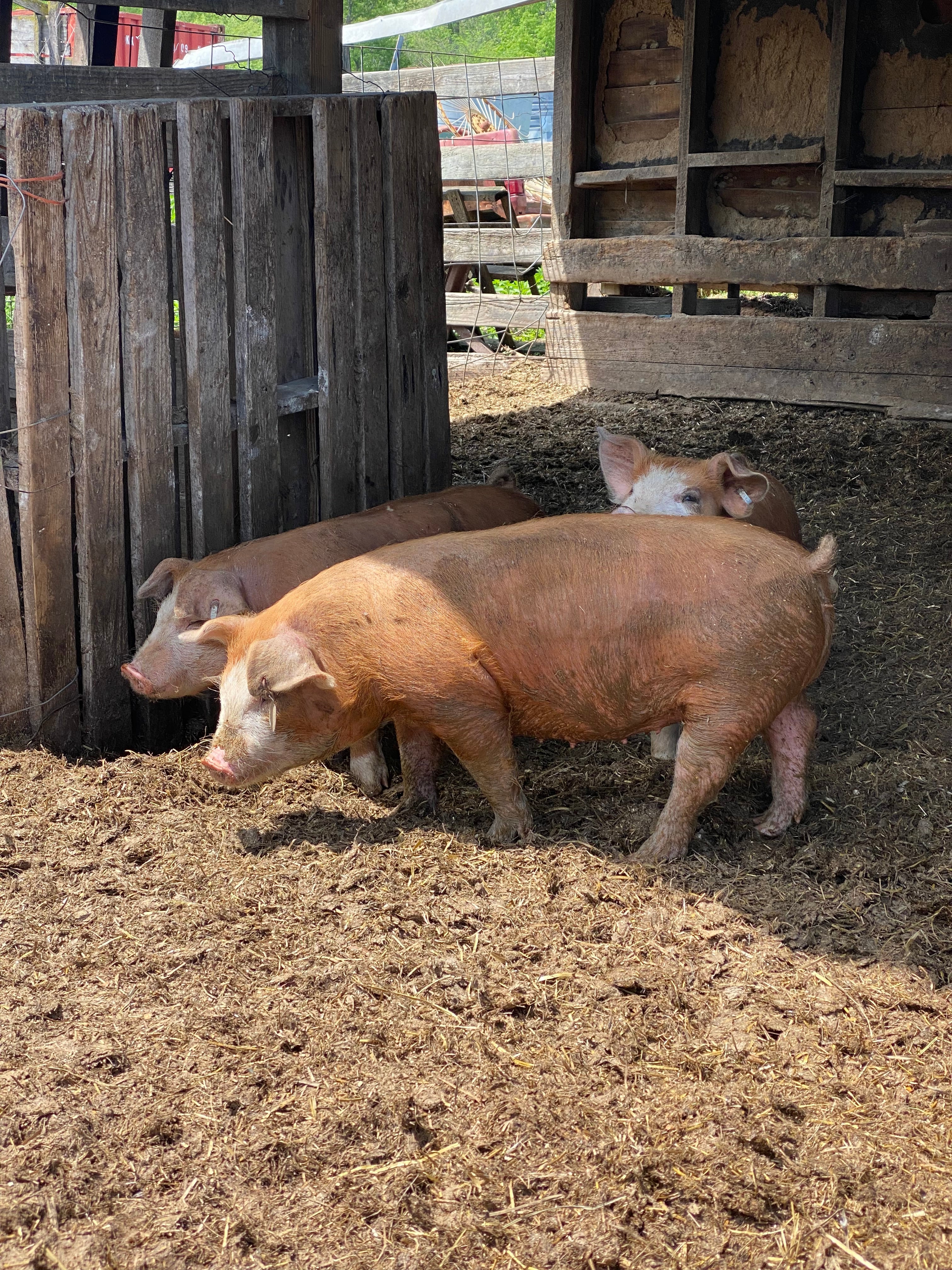 Farm Fresh Pork