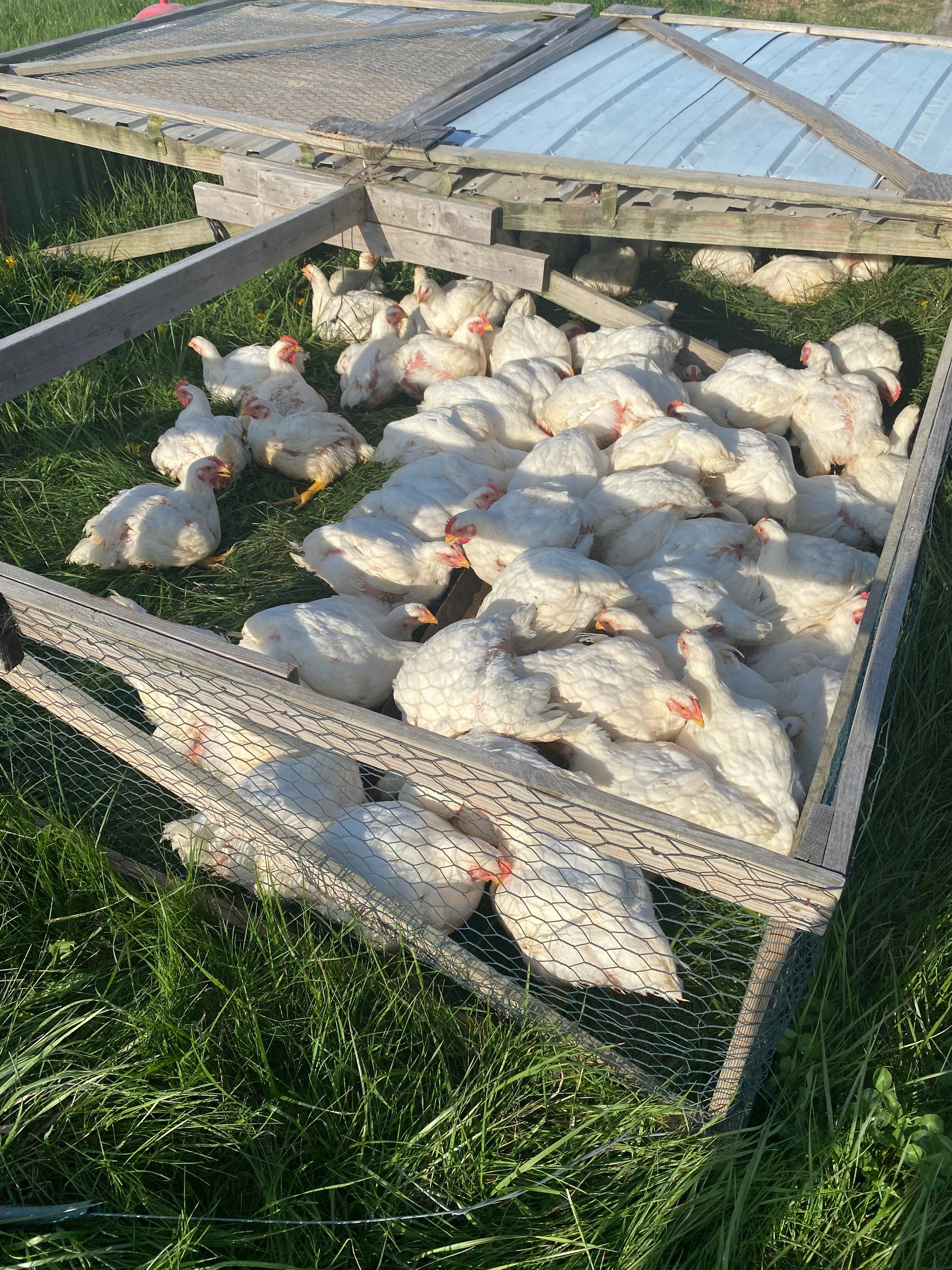 Pasture Raised Chicken