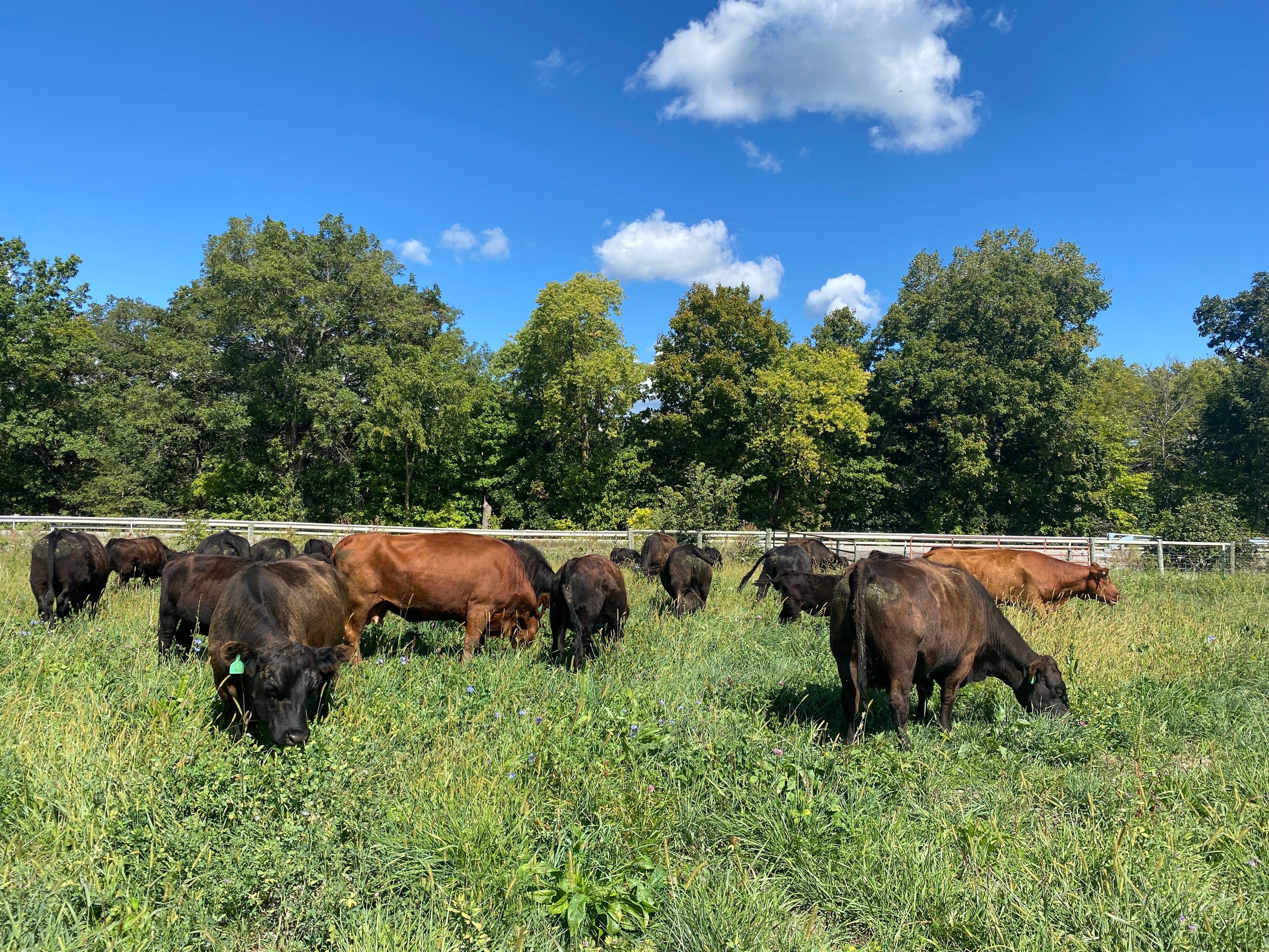 Grass-Fed Beef